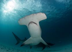 hammerhead shark