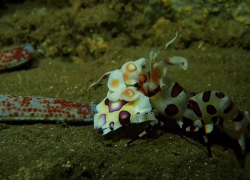 Harlequin shrimp hawaii underwater