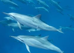 Hawaii swimming dolphins ban