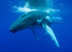 humpback whale