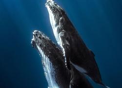 humpback whales