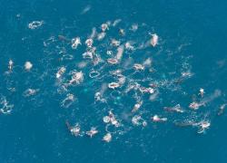 humpback whale super group