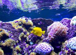 Yellow fish swims through purple coral