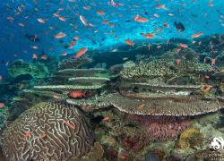 indonesia coral reef