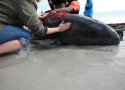 pilot whale stranding
