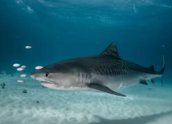 tiger shark