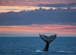 whale diving