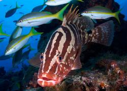 Nassau grouper