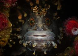 Miami underwater photo contest 2015 winner