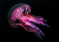 purple jellyfish underwater photo