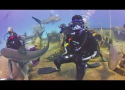 jesse palmer dive sharks good morning america bahamas