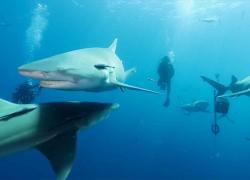 florida shark scuba diving