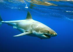 great white shark