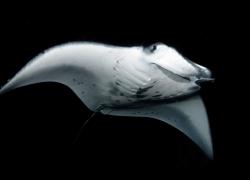reef manta ray kona hawaii