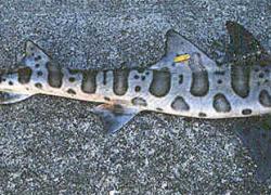 leopard shark