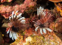 Lionfish Cayman Islands