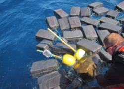 loggerhead sea turtle entangled by cocaine bales