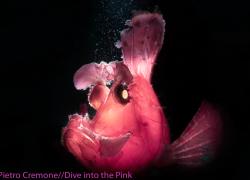 Think Pink 2019 Photo Contest