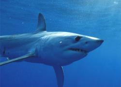 mako shark