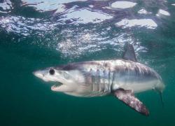 mako shark predicts presidential race