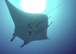 Manta Ray Japan 