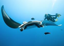 Manta Ray and Scuba Diver