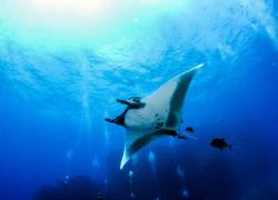 manta ray