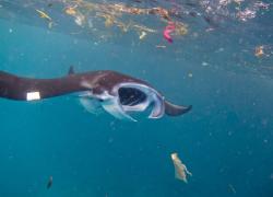 Manta Plastics Indonesia 