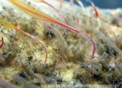Osedax roseus marine worms underwater