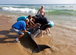 helping a stranded sperm whale