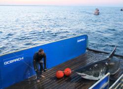 Mary Lee the great white shark being tagged