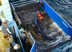 Mary Lee being tagged