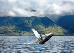 Humpback Maui