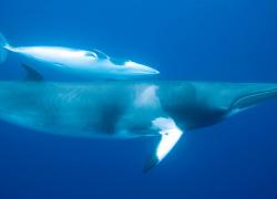 minke whales