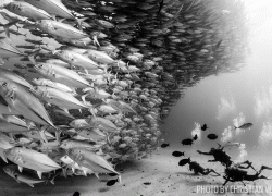 Black and white schooling fish underwater photo