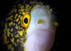 underwater macro video