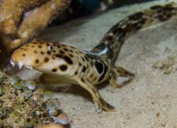 Walking Shark Indonesia