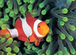 clownfish or anemonefish