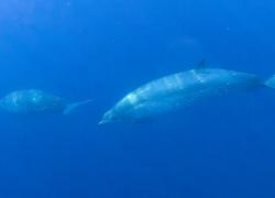 Possible new whale species