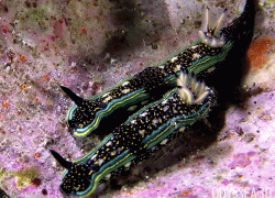 Odyssea 3D nudibranchs underwater photo