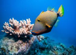 orange-lined triggerfish