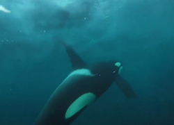 orcas swimming video divers Norway
