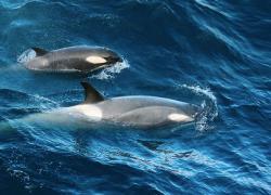 orca and her calf