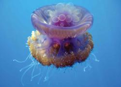 PADI digital underwater photographer course