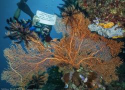 Celebrating on the Great Barrier Reef