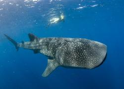 whale shark