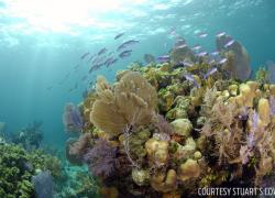scuba diving new providence bahamas 