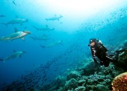 Peter Hughes with hammerhead sharks in the Galapagos