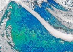 Phytoplankton blooms cover the northern Atlantic
