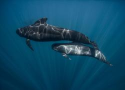 pilot whales